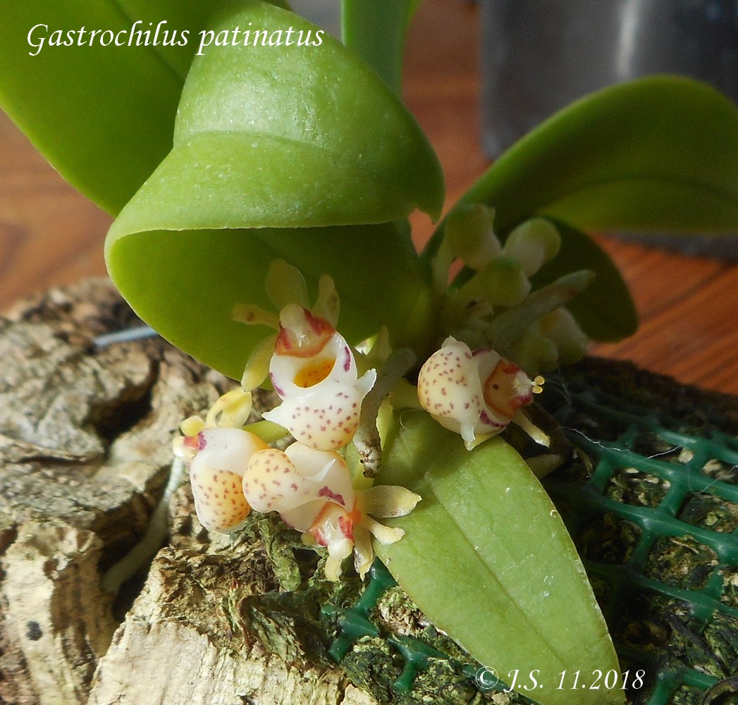 Gastrochilus patinatus 18110310092911420015979270