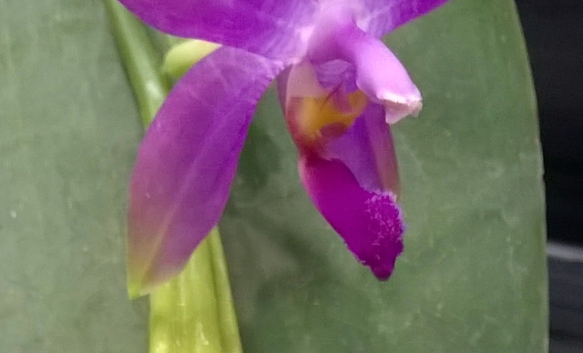 Phalaenopsis Germaine Vincent (violacea x speciosa) 18111008261217991315990288