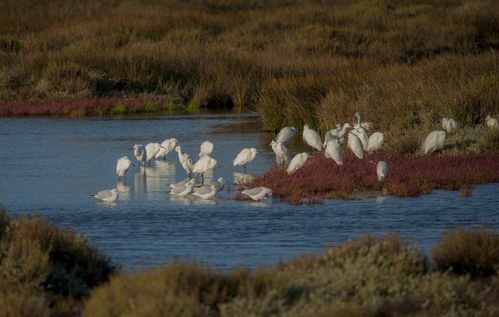 Quelques photos d’oiseaux dans le Morbihan 18121304575023614516036042