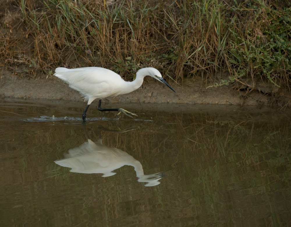 Quelques photos d’oiseaux dans le Morbihan 18121304575023614516036043