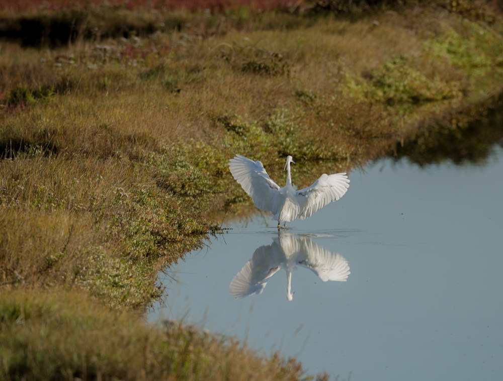 Quelques photos d’oiseaux dans le Morbihan 18121304575023614516036044