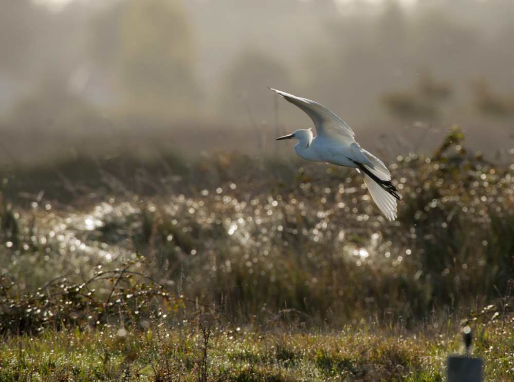 Quelques photos d’oiseaux dans le Morbihan 18121304575023614516036045