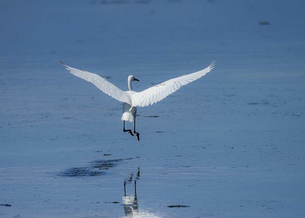 Quelques photos d’oiseaux dans le Morbihan 18121304575023614516036046