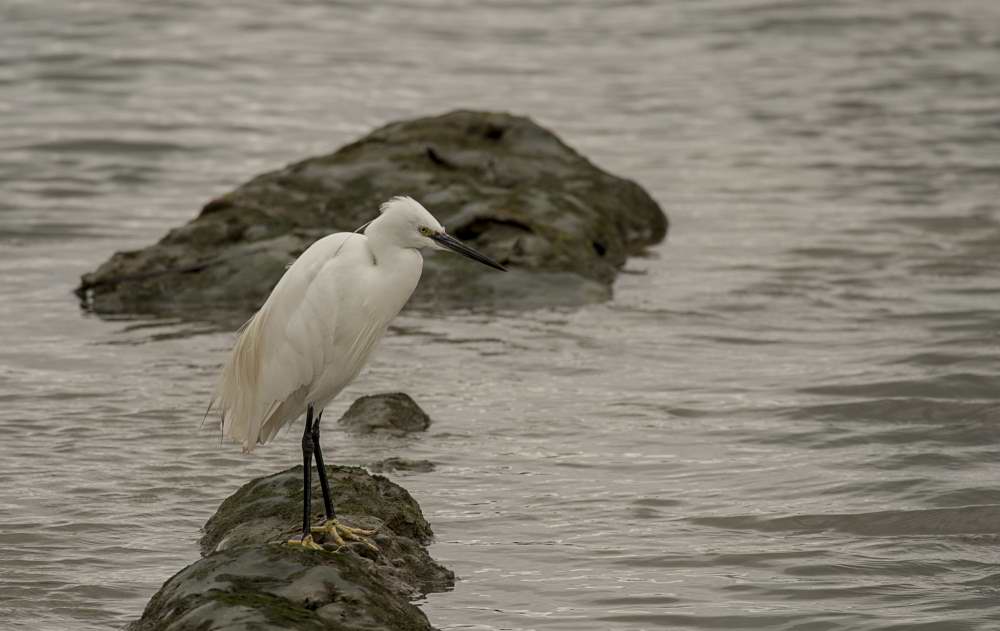 Quelques photos d’oiseaux dans le Morbihan 18121304575123614516036048