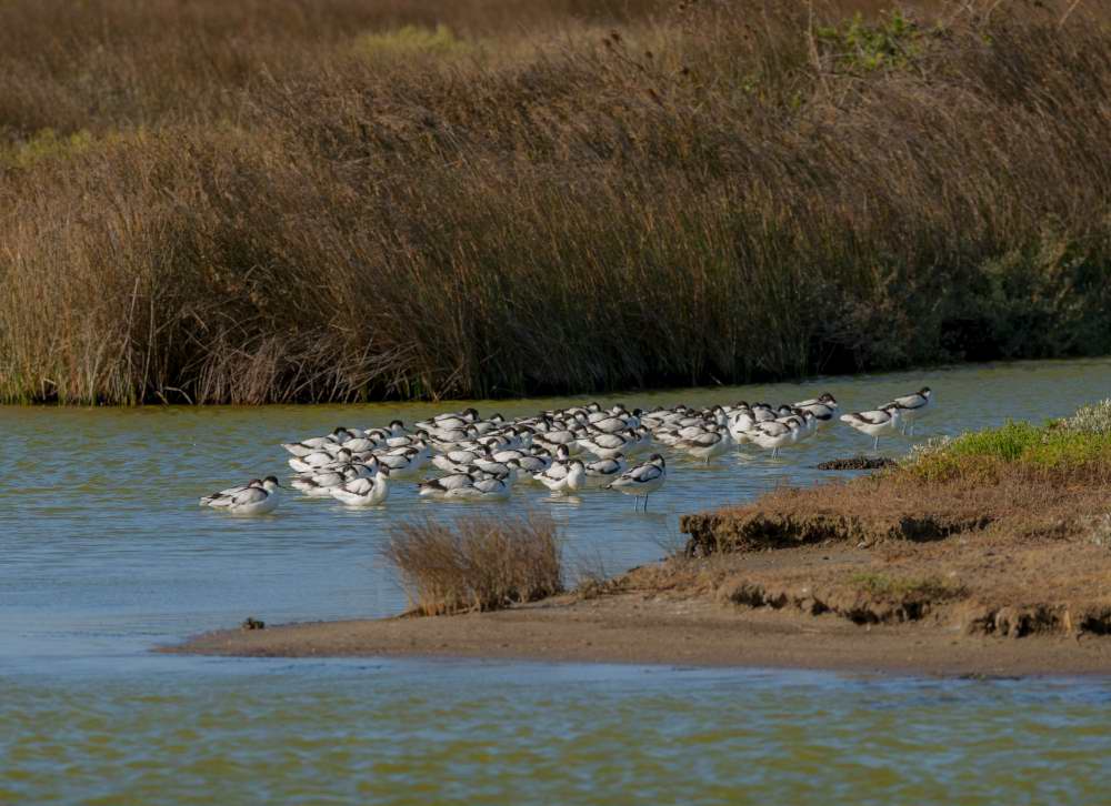 Quelques photos d’oiseaux dans le Morbihan 18121304575123614516036049