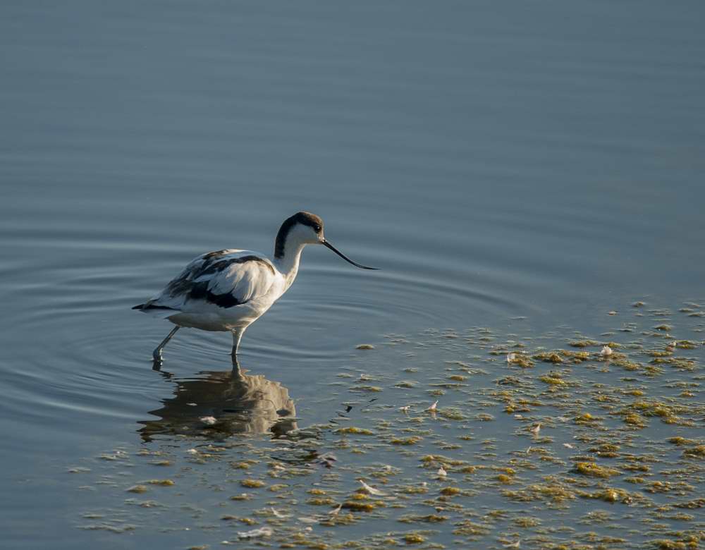 Quelques photos d’oiseaux dans le Morbihan 18121305010623614516036052