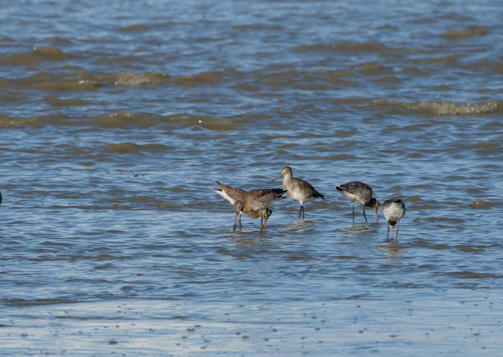 Quelques photos d’oiseaux dans le Morbihan 18121305010623614516036053