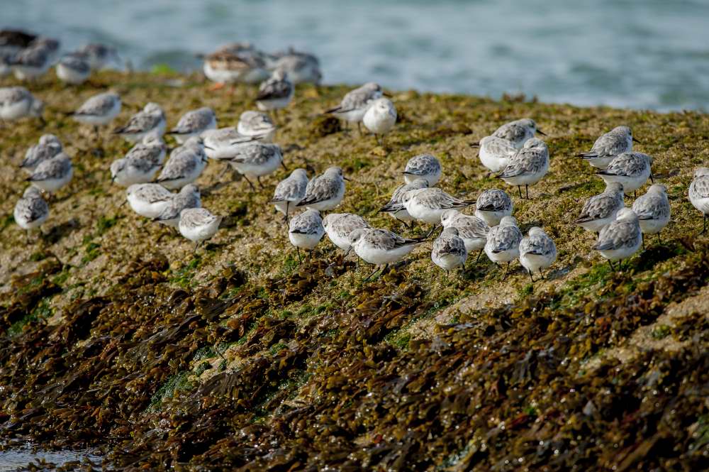 Quelques photos d’oiseaux dans le Morbihan 18121305010923614516036055