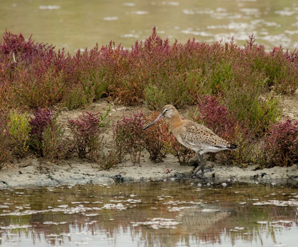 Quelques photos d’oiseaux dans le Morbihan 18121305010923614516036056