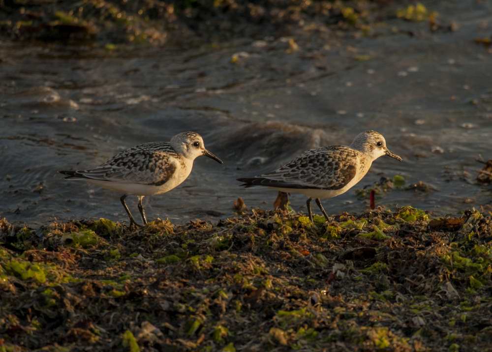 Quelques photos d’oiseaux dans le Morbihan 18121305011023614516036057