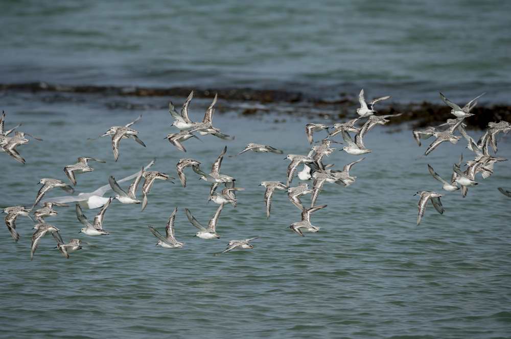 Quelques photos d’oiseaux dans le Morbihan 18121305011123614516036058