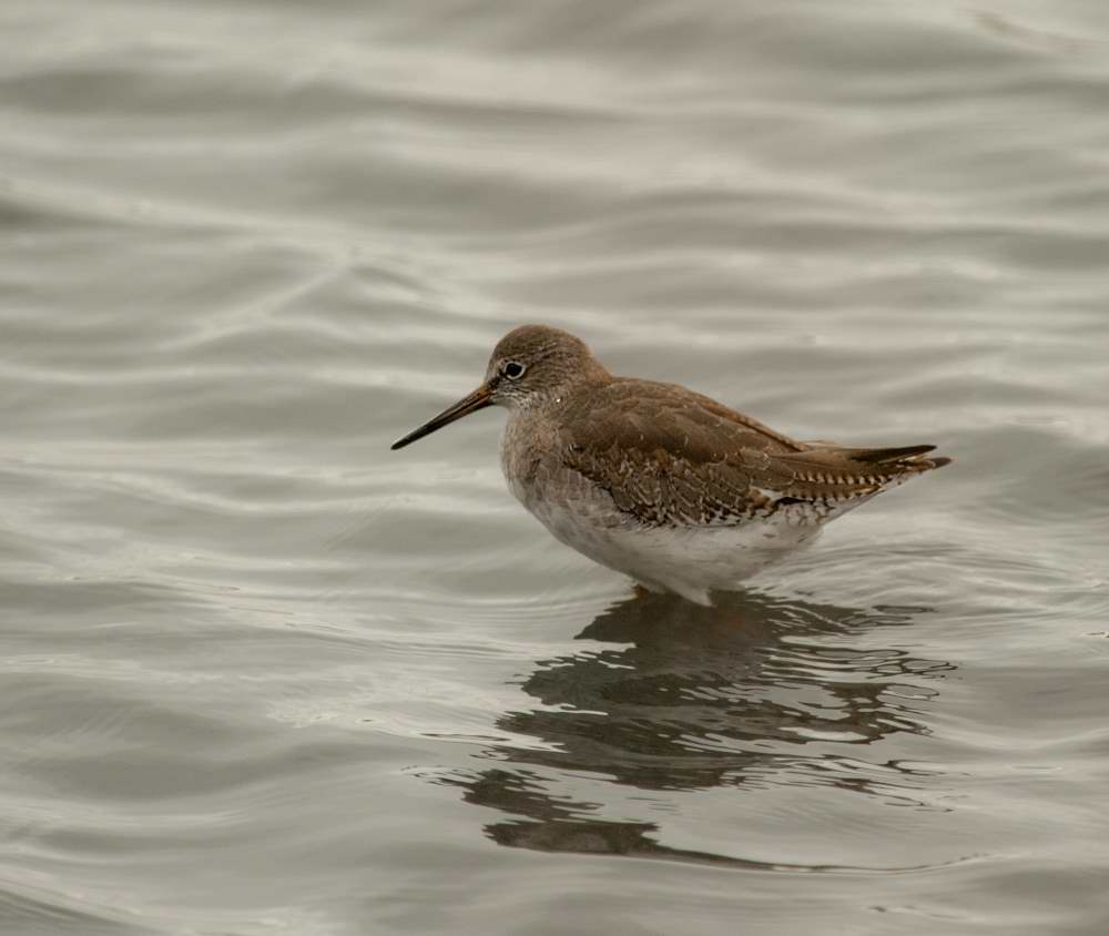 Quelques photos d’oiseaux dans le Morbihan 18121305040023614516036062