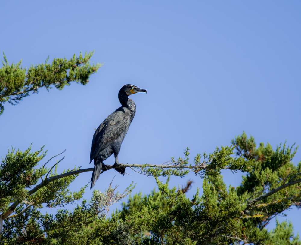 Quelques photos d’oiseaux dans le Morbihan 18121305040023614516036063