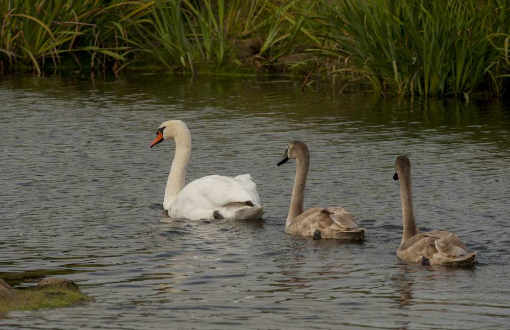 Quelques photos d’oiseaux dans le Morbihan 18121305040123614516036066