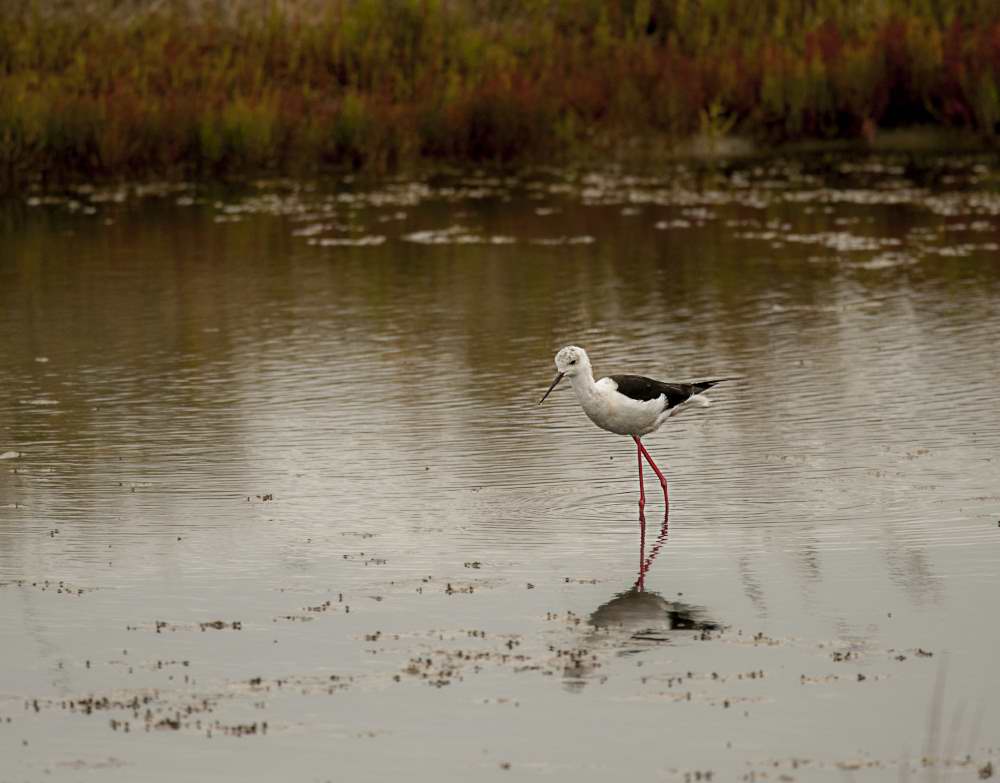 Quelques photos d’oiseaux dans le Morbihan 18121305040223614516036067