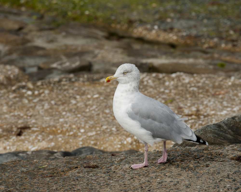 Quelques photos d’oiseaux dans le Morbihan 18121305040223614516036068