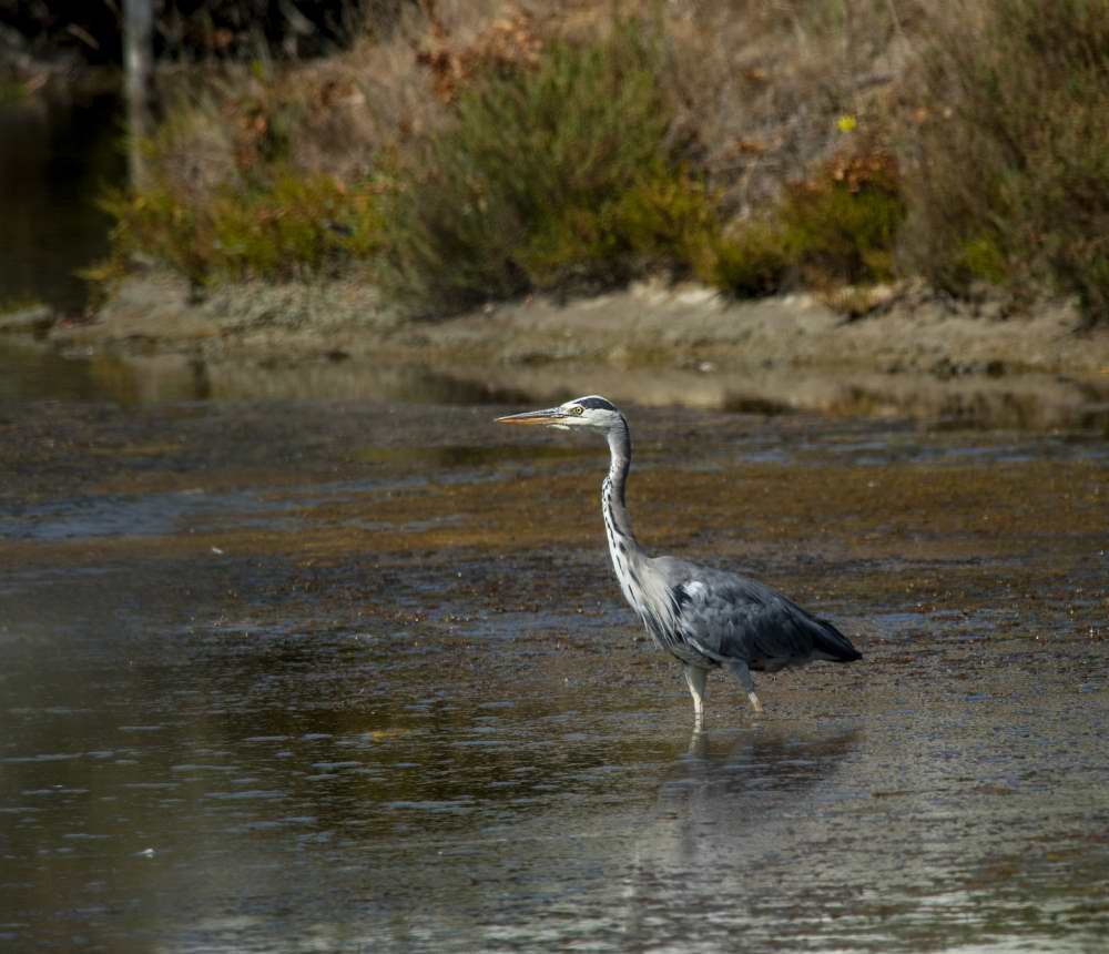 Quelques photos d’oiseaux dans le Morbihan 18121305083023614516036072