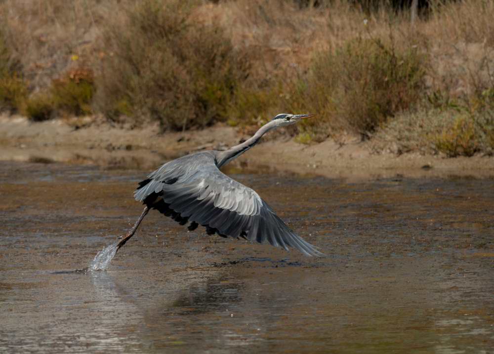 Quelques photos d’oiseaux dans le Morbihan 18121305083123614516036073