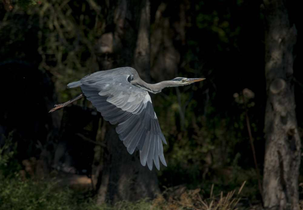 Quelques photos d’oiseaux dans le Morbihan 18121305083323614516036074