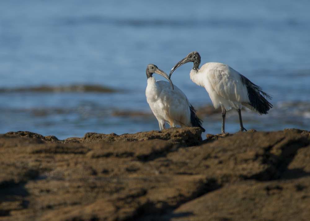 Quelques photos d’oiseaux dans le Morbihan 18121305083523614516036075