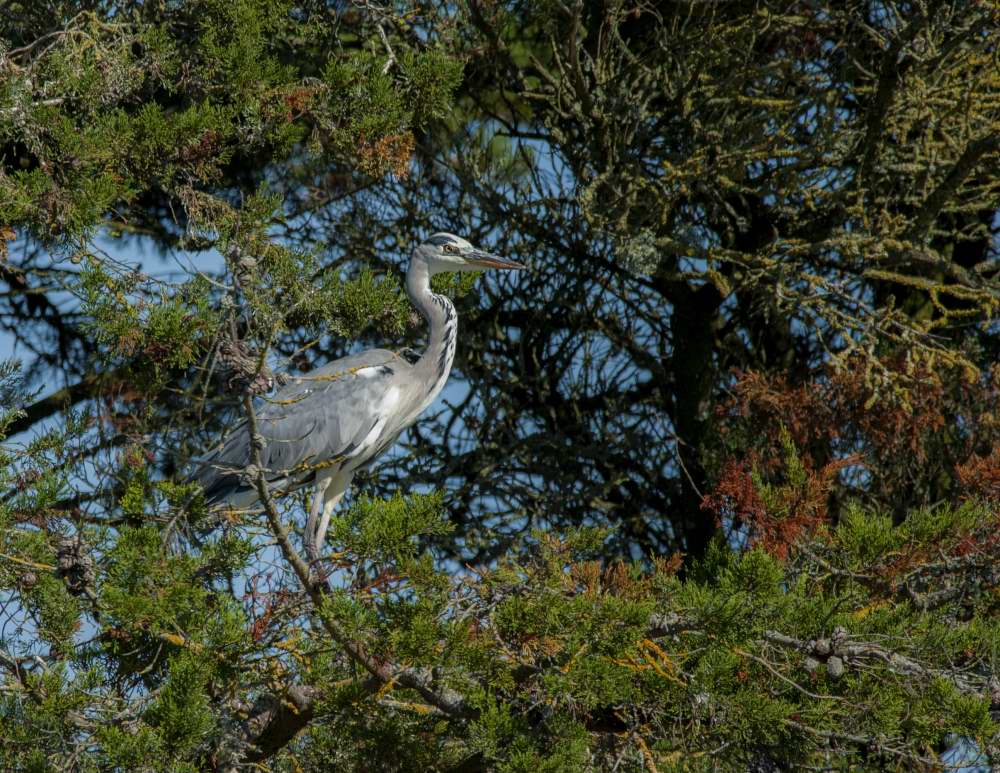 Quelques photos d’oiseaux dans le Morbihan 18121305083523614516036076