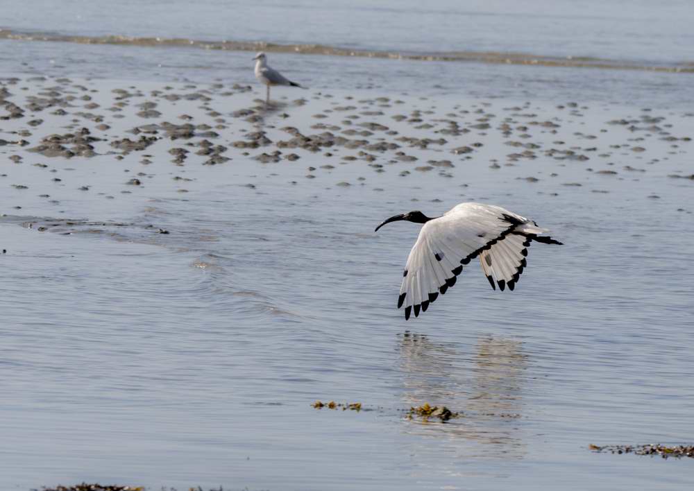 Quelques photos d’oiseaux dans le Morbihan 18121305083723614516036077