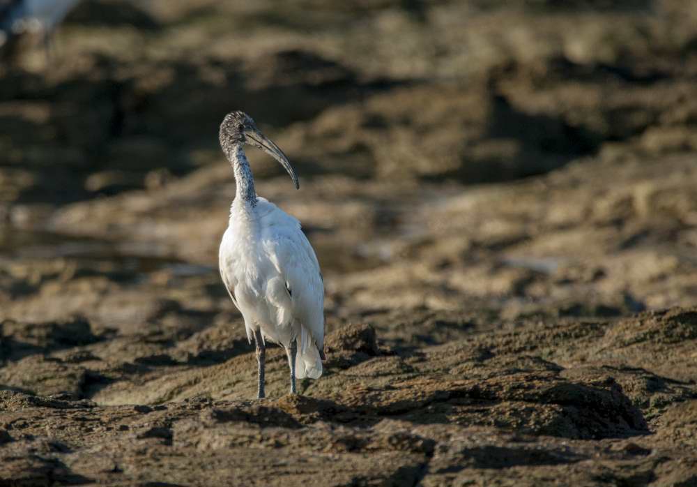 Quelques photos d’oiseaux dans le Morbihan 18121305113423614516036082