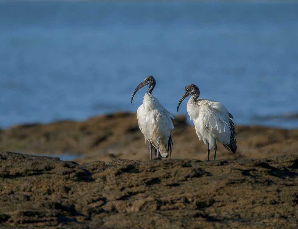 Quelques photos d’oiseaux dans le Morbihan 18121305113523614516036083