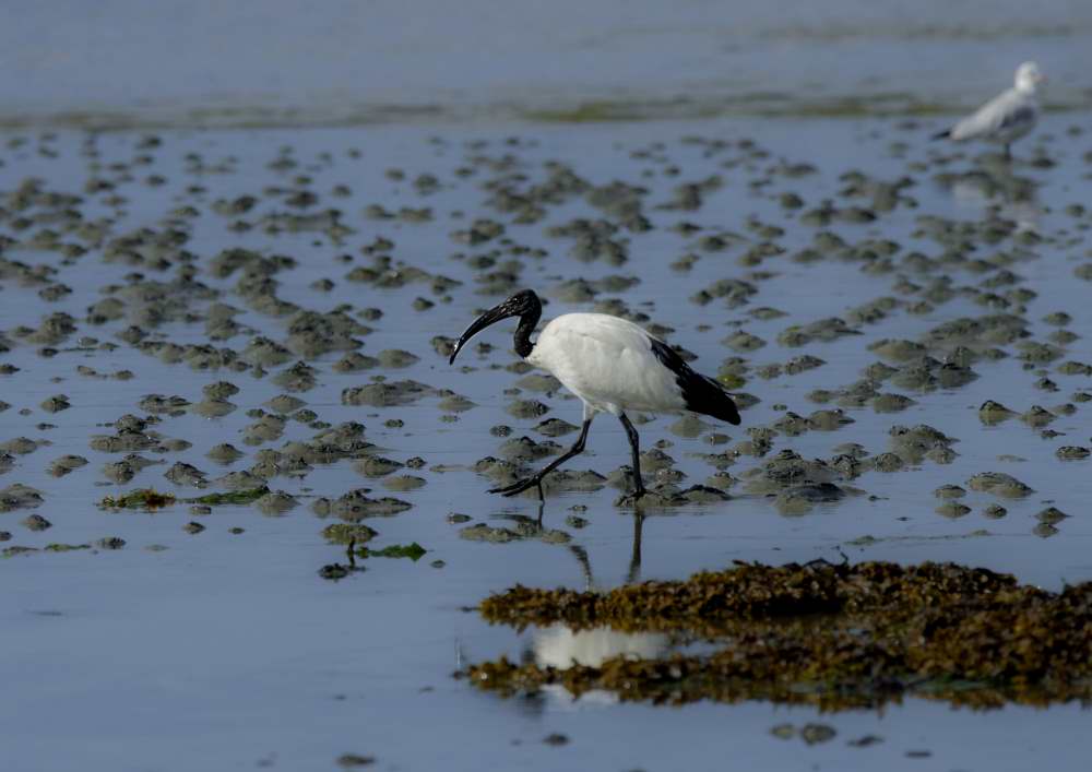 Quelques photos d’oiseaux dans le Morbihan 18121305113523614516036085