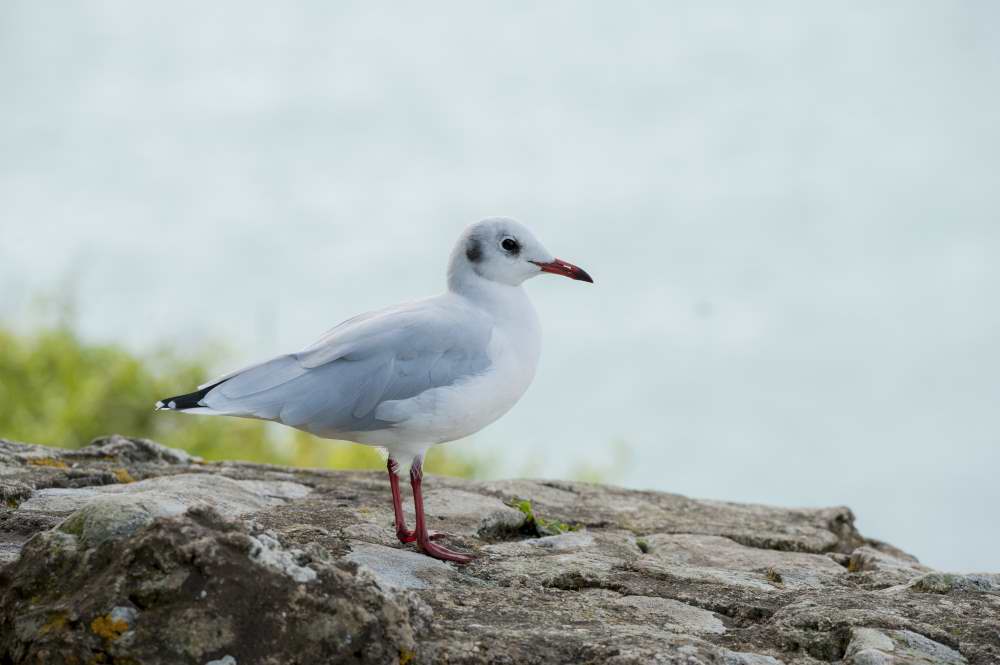 Quelques photos d’oiseaux dans le Morbihan 18121305113523614516036086