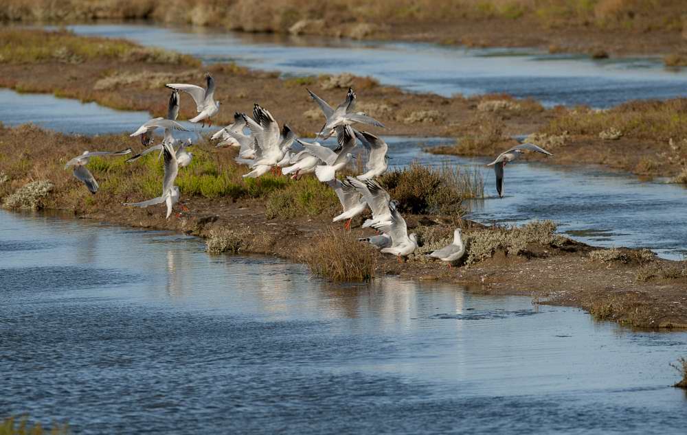 Quelques photos d’oiseaux dans le Morbihan 18121305113623614516036087