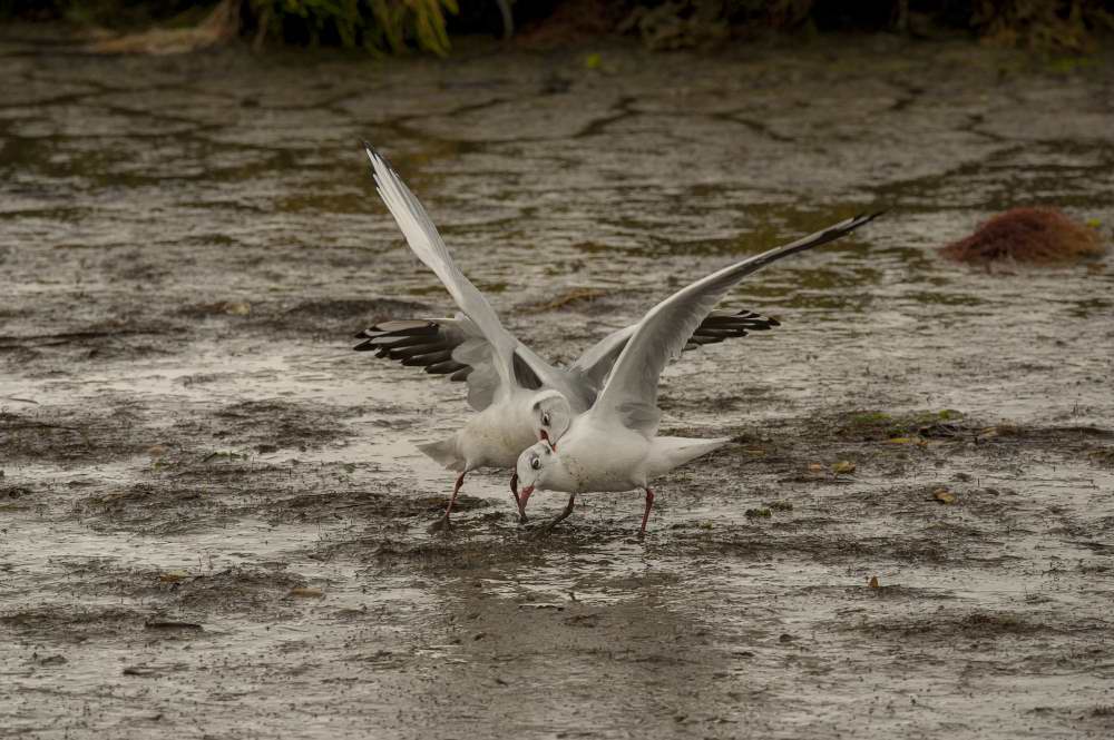 Quelques photos d’oiseaux dans le Morbihan 18121305113623614516036088