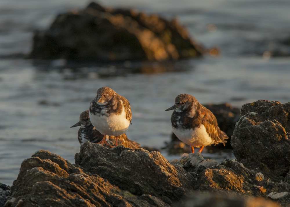 Quelques photos d’oiseaux dans le Morbihan 18121305113623614516036089