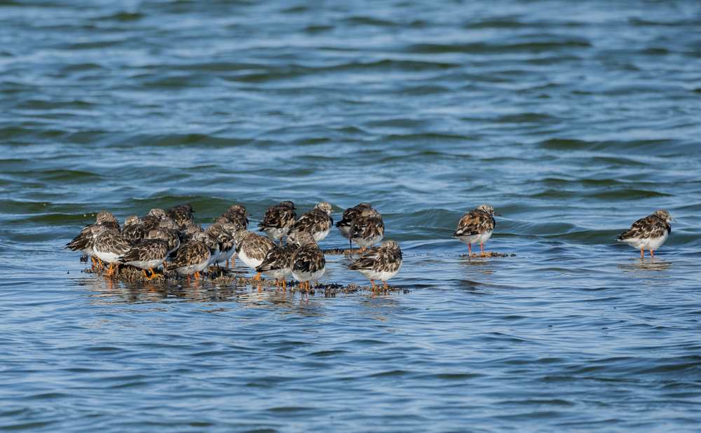 Quelques photos d’oiseaux dans le Morbihan 18121305145923614516036093