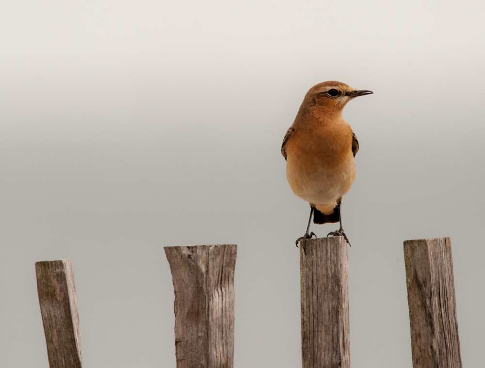 Quelques photos d’oiseaux dans le Morbihan 18121305145923614516036094