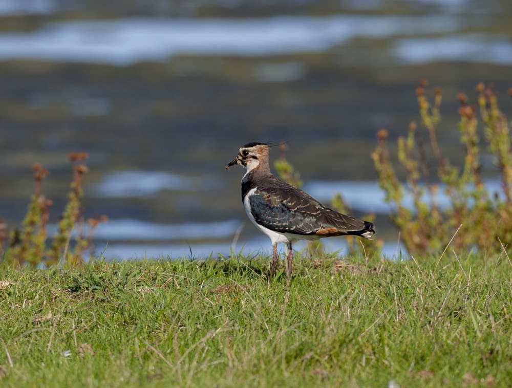 Quelques photos d’oiseaux dans le Morbihan 18121305150023614516036095