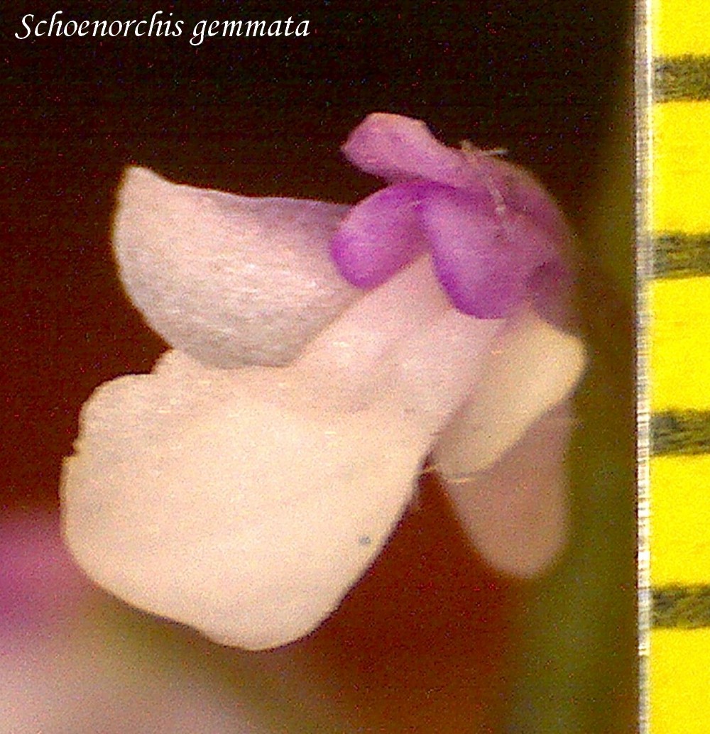 Schoenorchis gemmata  19020811405911420016113453
