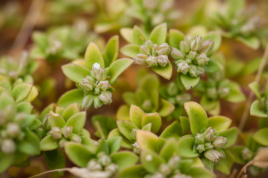 Inconnue de la dune : Polycarpon tetraphyllum 1902150748333187616121476