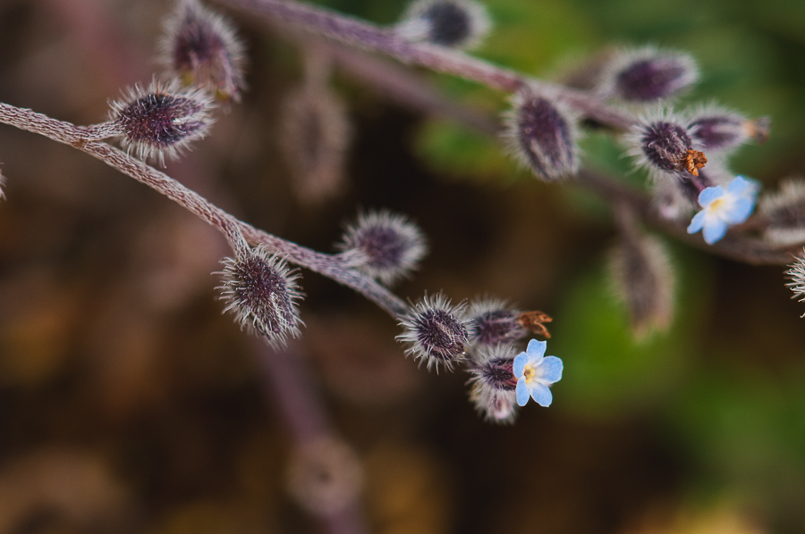 Myosotis stricta? [ramosissima] 1902150748473187616121479