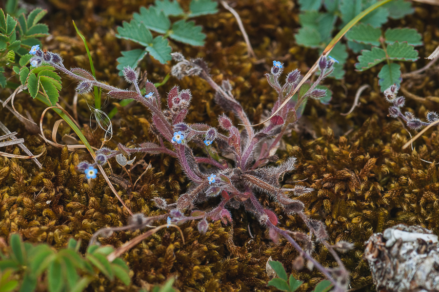 Myosotis stricta? [ramosissima] 1902150748543187616121481