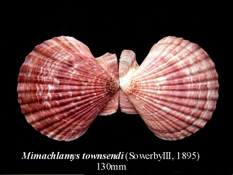Mimachlamys townsendi (Sowerby III, 1895) 19022502354414587716134981