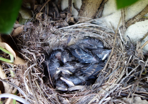 Les oiseaux au jardin - Page 4 1902270328227829816137531