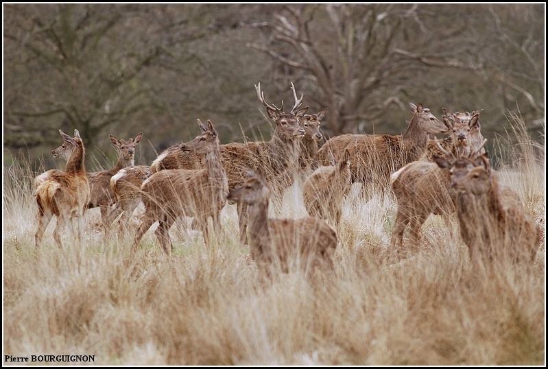 Cerfs et biches  Richmond Park, par Pierre BOURGUIGNON, photographe animalier, Belgique