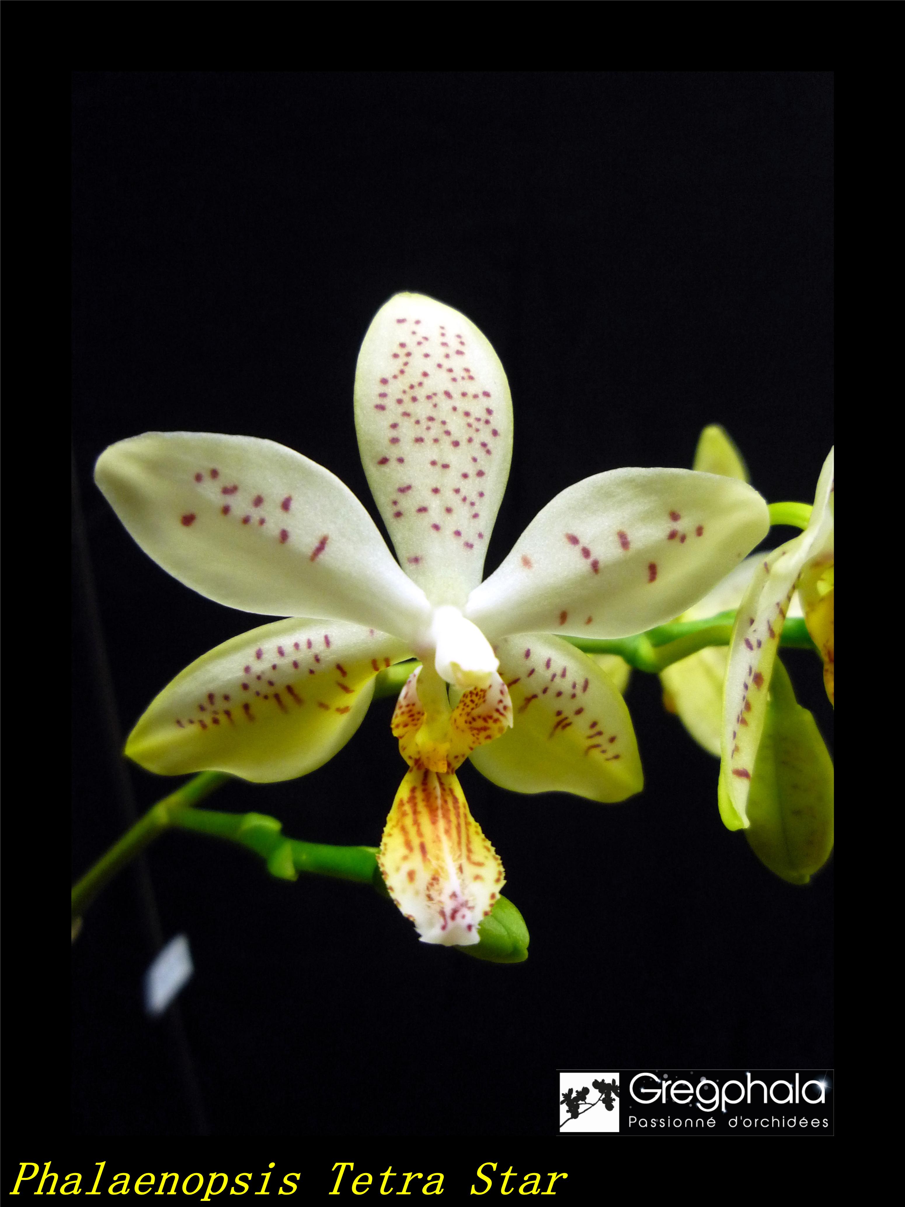 Phalaenopsis Tetrastar (stuartiana var. nobilis x tetraspis) - Page 2 19031107050817991316154393