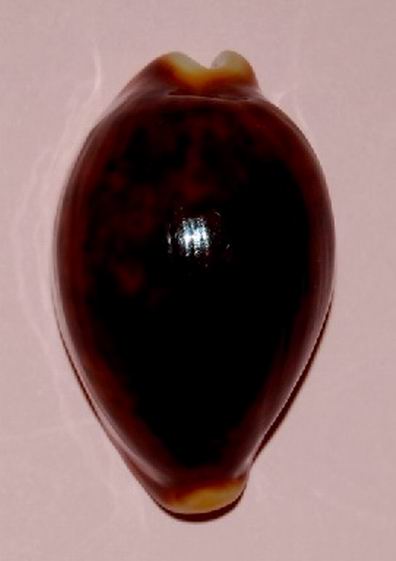 Cypraea pantherina f. funebralis - (Sulliotti, 1924) 19031304365314587716157297