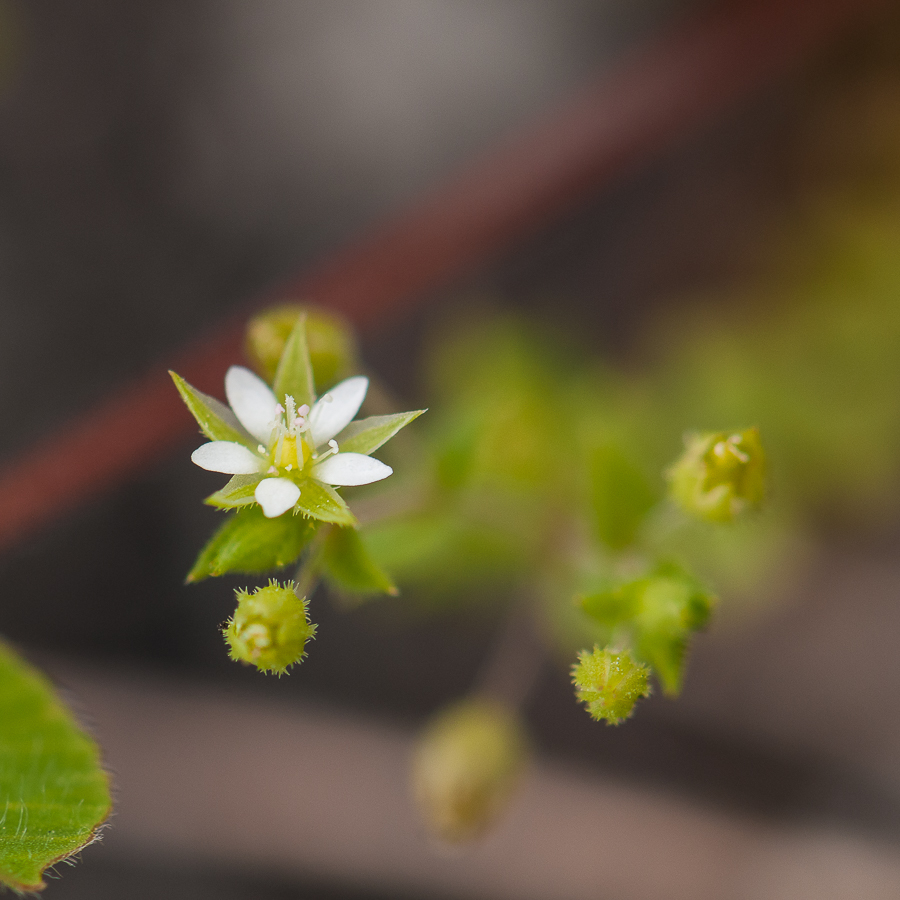 Arenaria serpyllifolia? 1903140638103187616159303