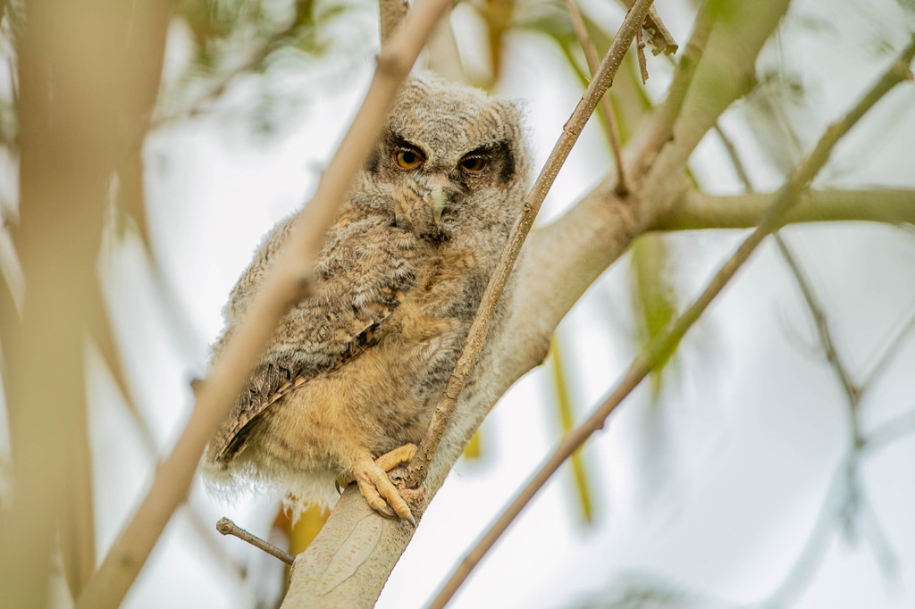 (Tout jeune) Petit-duc choliba - Megascops choliba Tropical Screech Owl
