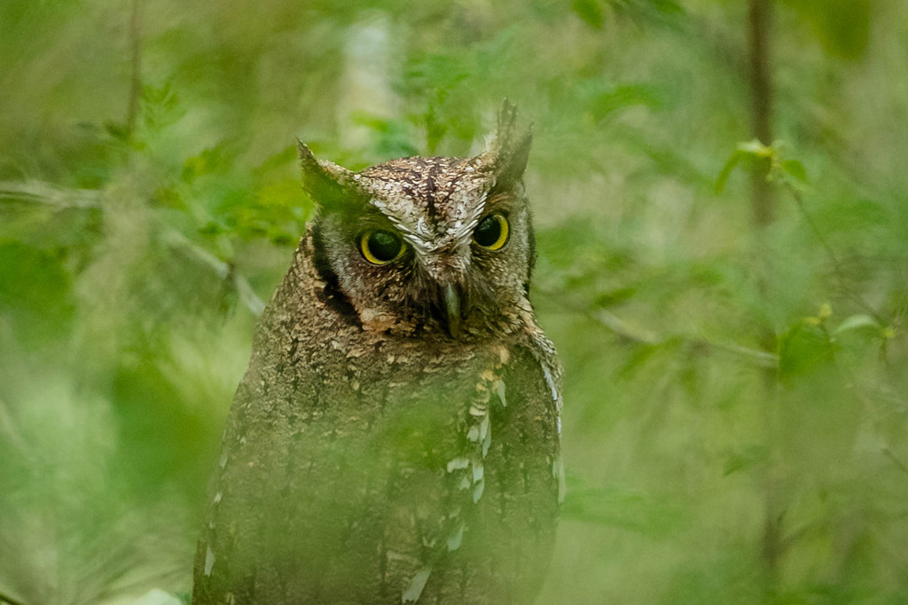 Petit-duc choliba - Megascops choliba Tropical Screech Owl