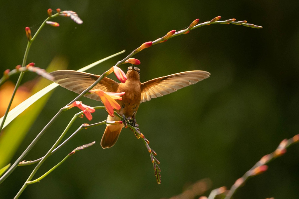 colibri cintillant