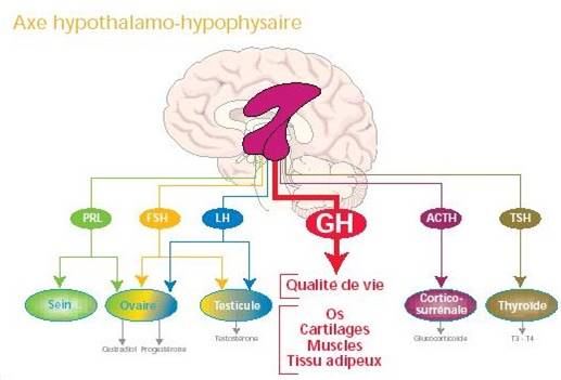 axe hypothalamo-hypophysaire